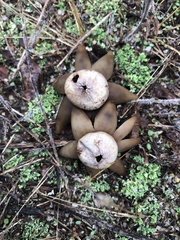 Astraeus hygrometricus