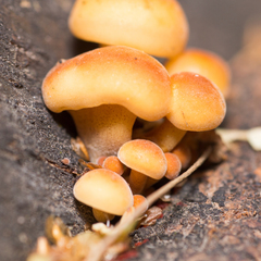 Flammulina