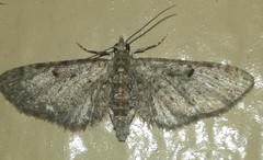 Eupithecia miserulata