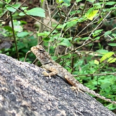 Psammophilus dorsalis