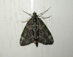 Chloroclysta siterata