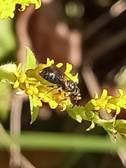 Ceratina strenua