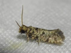 Amydria margoriella