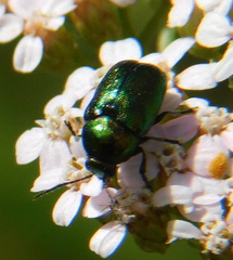 Cryptocephalus sericeus