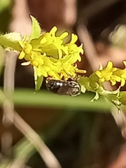 Ceratina strenua