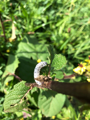 Tenthredo scrophulariae