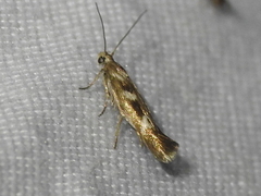 Scythris trivinctella
