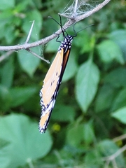 Danaus chrysippus