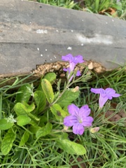 Ruellia nudiflora