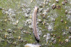 Diplopoda