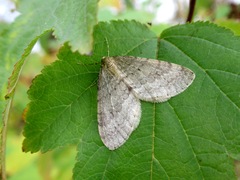 Operophtera fagata