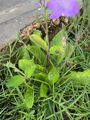 Ruellia nudiflora