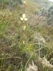 Moraea bellendenii