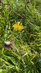 Scorzoneroides autumnalis