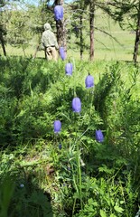 Adenophora stenanthina