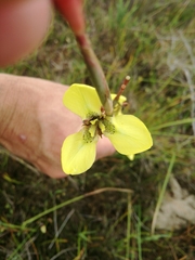 Moraea bellendenii