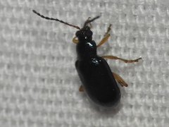 Lysathia ludoviciana