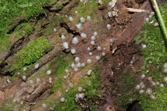 Helicogloea
