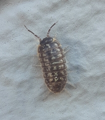 Armadillidium versicolor