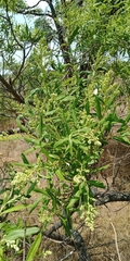 Ozoroa paniculosa
