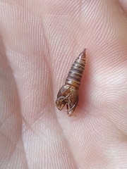 Choristoneura fumiferana