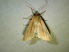 Mythimna oxygala