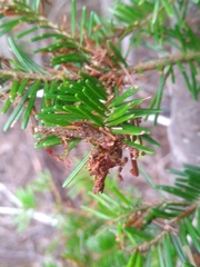 Choristoneura fumiferana