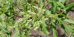 Ozoroa paniculosa