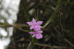 Dimerandra emarginata