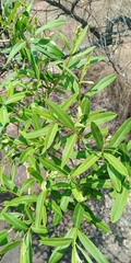 Ozoroa paniculosa