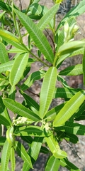 Ozoroa paniculosa