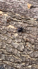 Steatoda