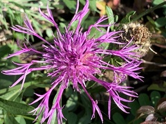 Centaurea scabiosa
