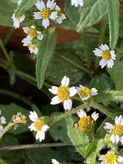 Galinsoga quadriradiata