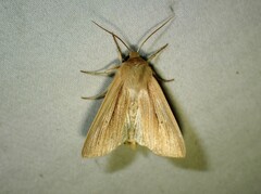 Mythimna oxygala
