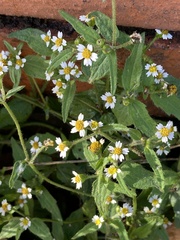 Galinsoga quadriradiata