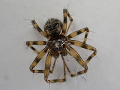 Lepthyphantes