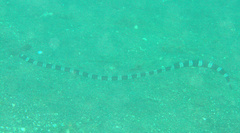 Myrichthys colubrinus