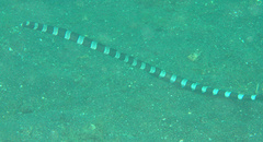 Myrichthys colubrinus