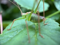 Leptophyes punctatissima