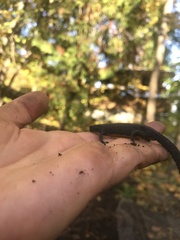 Pleurodelinae