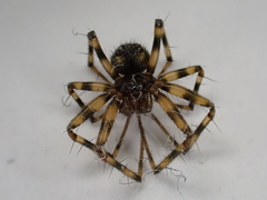 Lepthyphantes