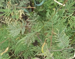 Acaciella angustissima