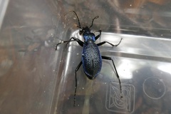 Carabus intricatus