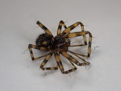 Lepthyphantes
