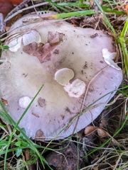 Russula ionochlora