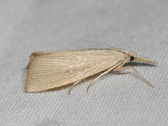 Eoreuma densellus