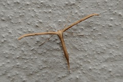Emmelina