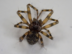 Lepthyphantes
