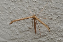 Emmelina